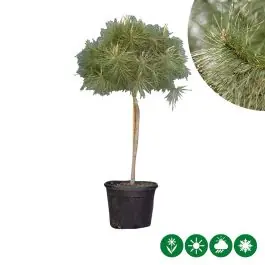 Pinus pinea - Extra voordeel