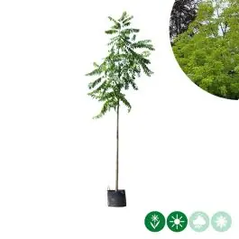 Topproduct - Juglans Nigra