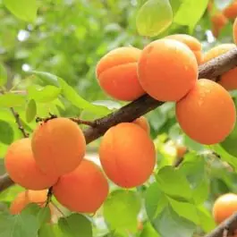 Prunus Tros Oranje - leiboom - Premiumkwaliteit
