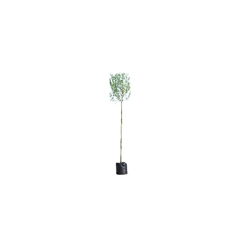 Salix alba - bolvorm - Hoge kwaliteit