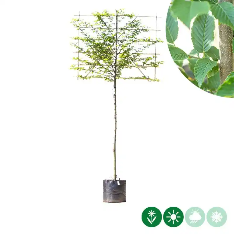 Direct leverbaar | Carpinus Fastigiata - leiboom