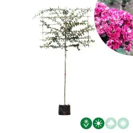 Crataegus Paul‘s Scarlet - leiboom - Deal