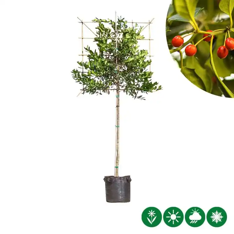 Goed beoordeeld - Ilex Nellie R. Stevens - leiboom