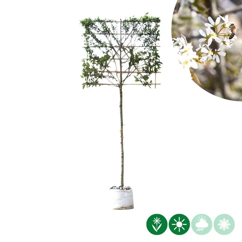 Amelanchier lamarckii - leiboom - Direct van de fabrikant