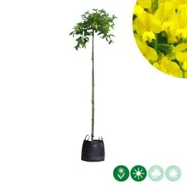 Spoedlevering - Laburnum Pendulum - treurvorm