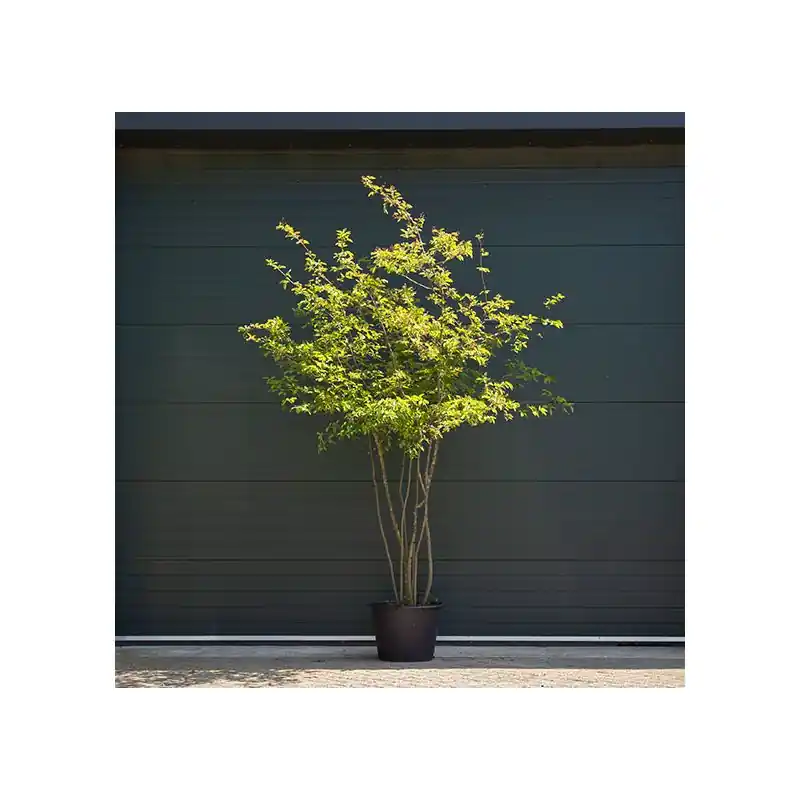 Scherp geprijsd | Amelanchier lamarckii - meerstammig