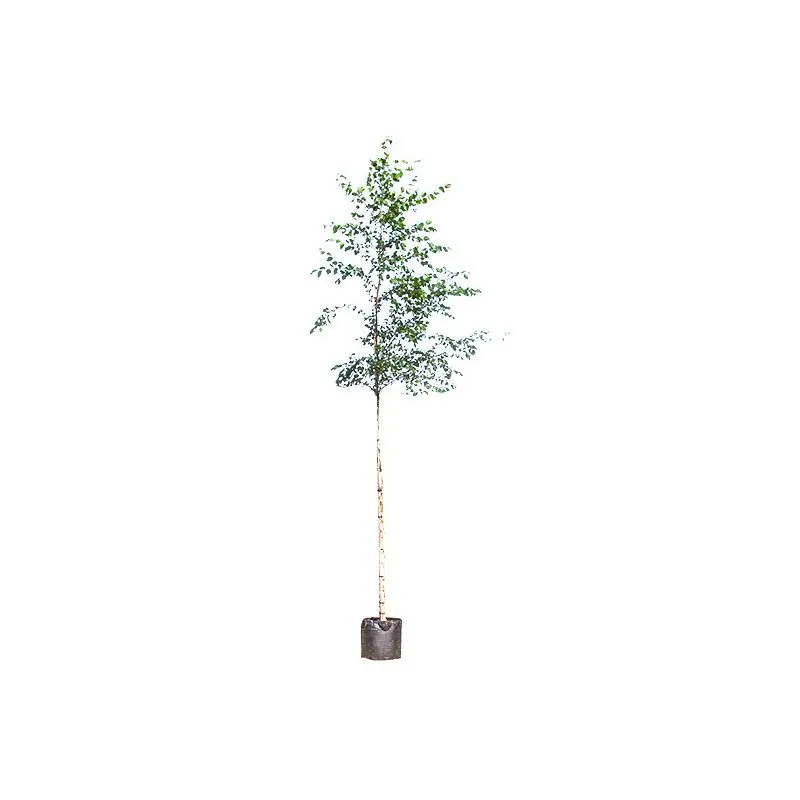 Betula nigra | Prijsverlaging