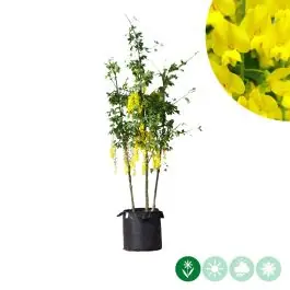Superprijs - Laburnum Vossii - meerstammig
