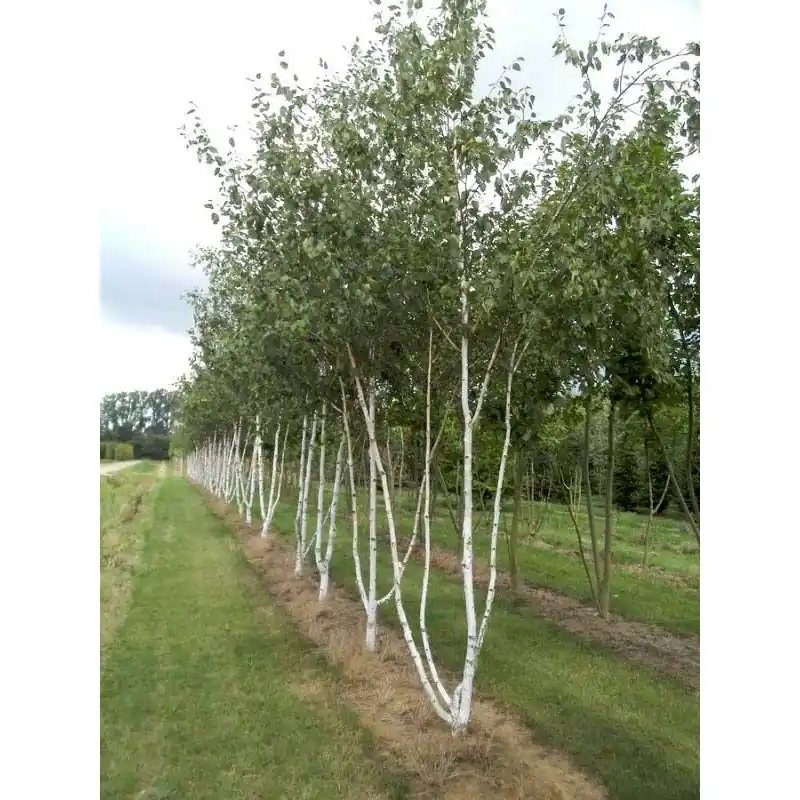Net binnen | Betula utilis - meerstammig
