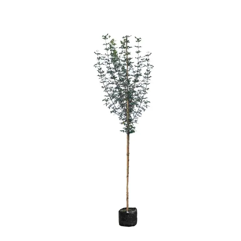 Acer Red Shine | Nog enkele stuks