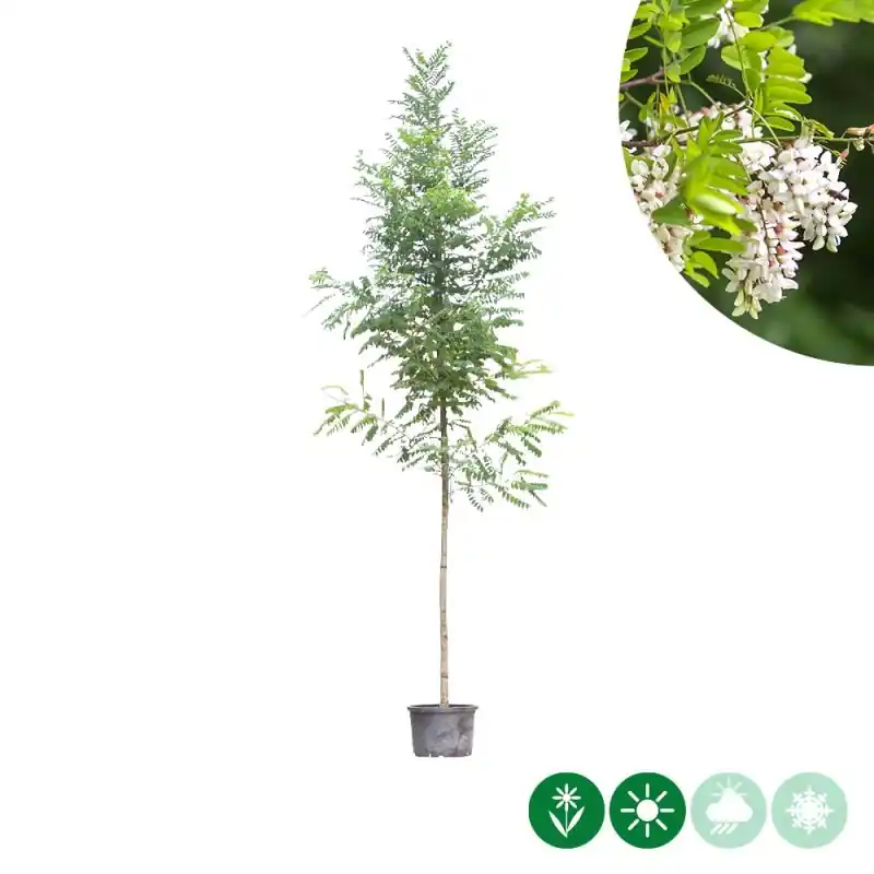 Robinia Bessoniana - Topkwaliteit