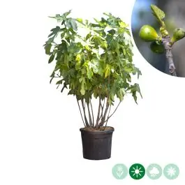 Ficus carica - meerstammig | Koopje