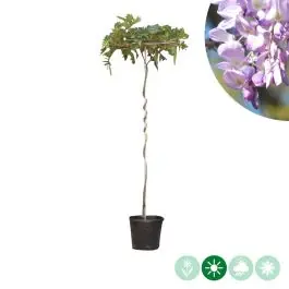 Rechtstreeks van de fabrikant - Wisteria sinensis - dakboom
