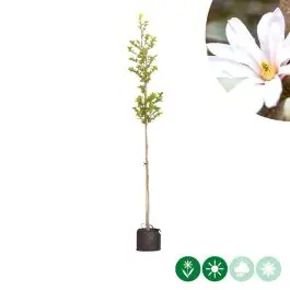 Magnolia Leonard Messel | Expreslevering