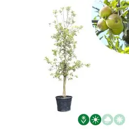 Fabrieksprijs | Malus Elstar - oude boom