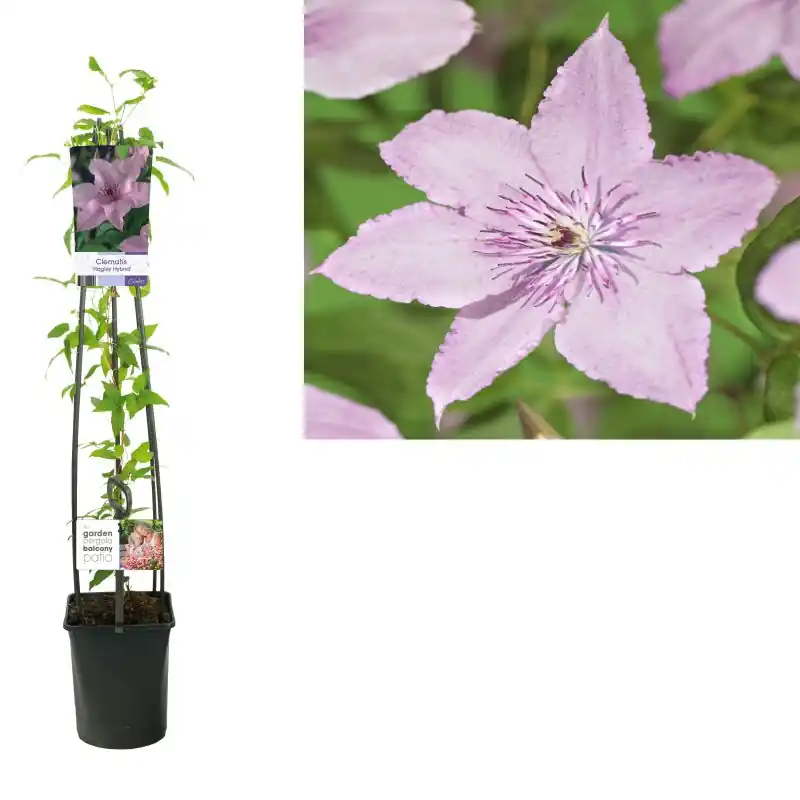 Actie loopt bijna af - Clematis Hagley Hybrid