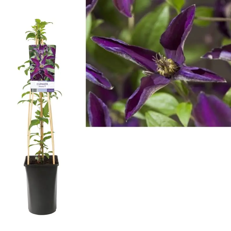 Nu beschikbaar - Clematis Noora