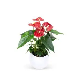 Bestseller | Anthurium rood in Vera pot