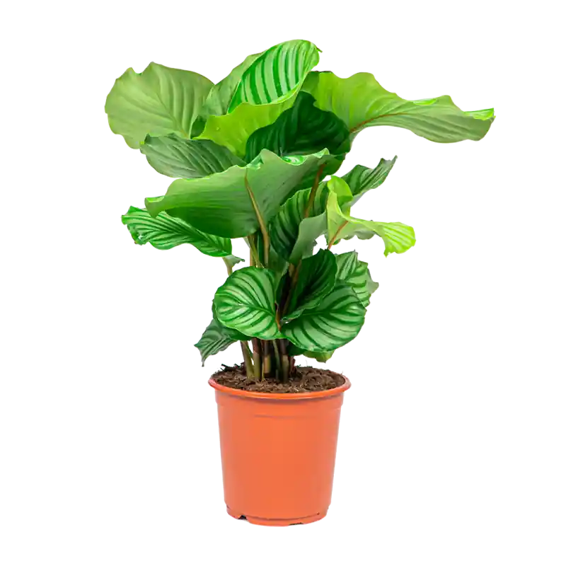 Direct kopen - Calathea orbifolia