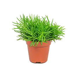 Snelle levering - Senecio Himalaya