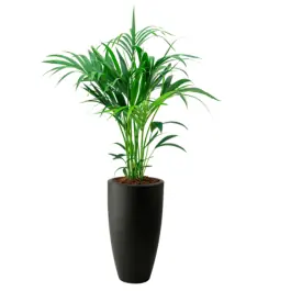 Kentia Howea in June Round Zwart | Professionele kwaliteit