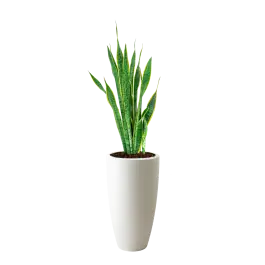 Pak je kans | Sansevieria Laurentii in Pure Soft hoog wit