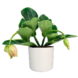 Medinilla Magnifica in Soft wit - Gratis retourneren