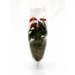 Anthurium rood in vaas Majestic | Veel voordeel