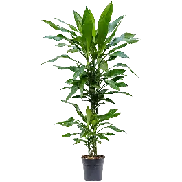 Dracaena Burundii 2-stam | Superprijs