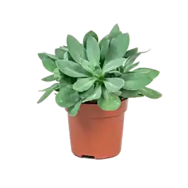 Senecio Cephalophorus | Topprijs