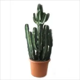 Euphorbia Ingens vertakt - Tijdelijk aanbod
