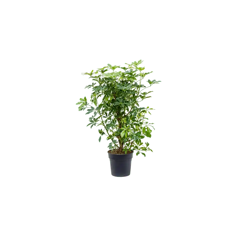 Net binnen - Schefflera arboricola vertakt