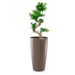 Ficus Bonsai in watergevende Rondo taupe - Veilige betaling