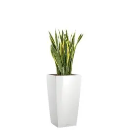 Veel voordeel | Sansevieria Laurentii in watergevende Cubico wit