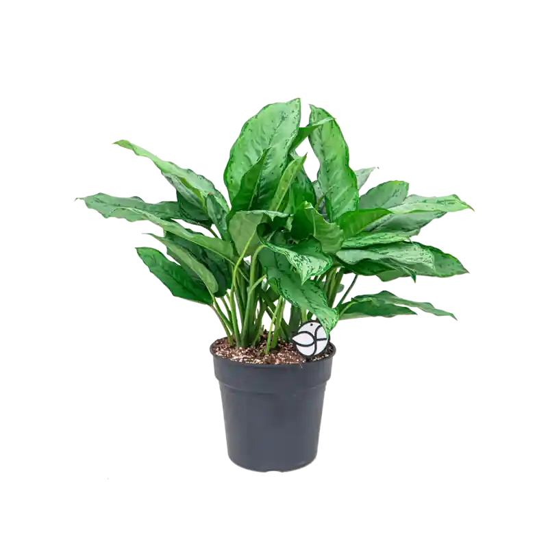 Op = op | Aglaonema Freedman