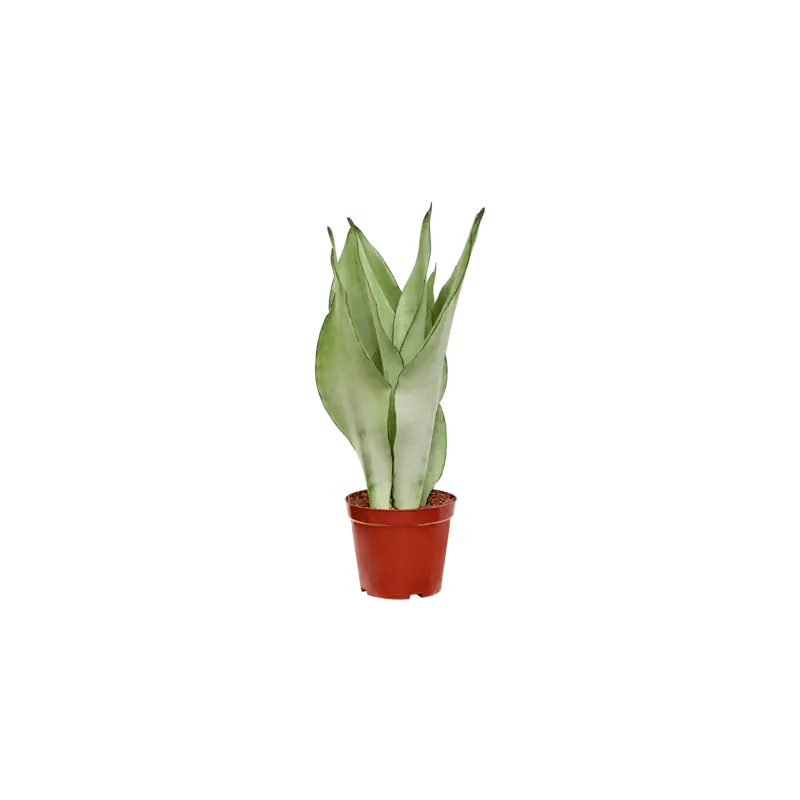 Sansevieria Moonshine | Outlet