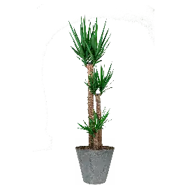 Yucca Elephantipes toef in Artstone Claire grijs - Klaar voor verzending