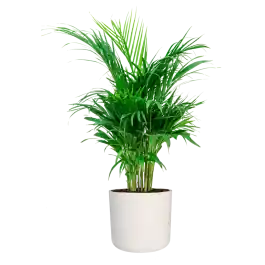 Direct beschikbaar - Areca Lutescens in Elho Soft wit