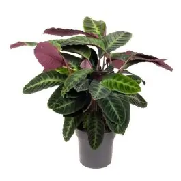 Calathea warscewiczii | Actie