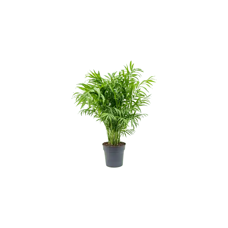 Chamaedorea elegans | Premiumkwaliteit