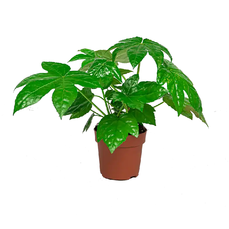 Klaar voor verzending - Fatsia japonica