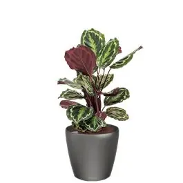 Uitverkoop - Calathea Medaillon in watergevende Classico antraciet