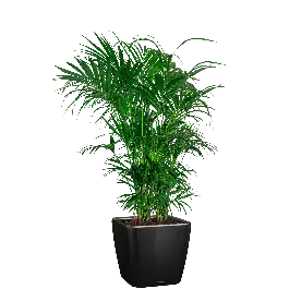 Dagdeal | Kentia Howea in watergevende Quadro zwart