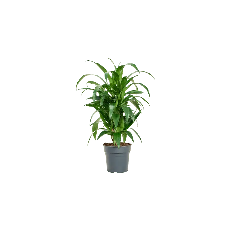 Dracaena Janet Craig vertakt - Extra voordeel