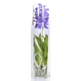 Topkwaliteit | Vanda Orchidee blauw/paars in vaas