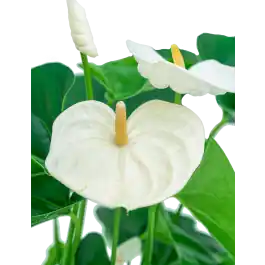 Actie - Anthurium wit in vaas