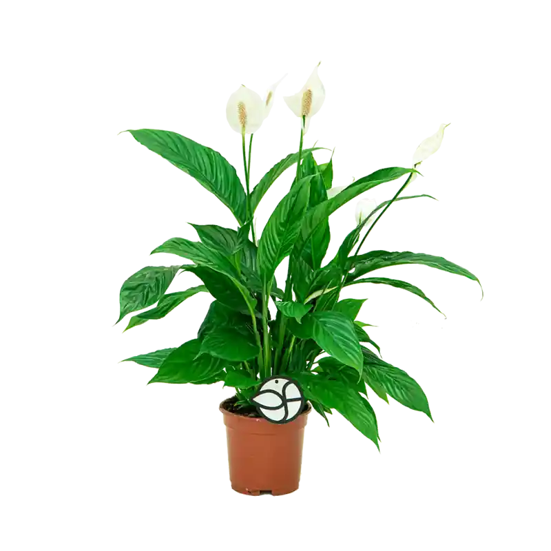 Alleen vandaag - Spathiphyllum