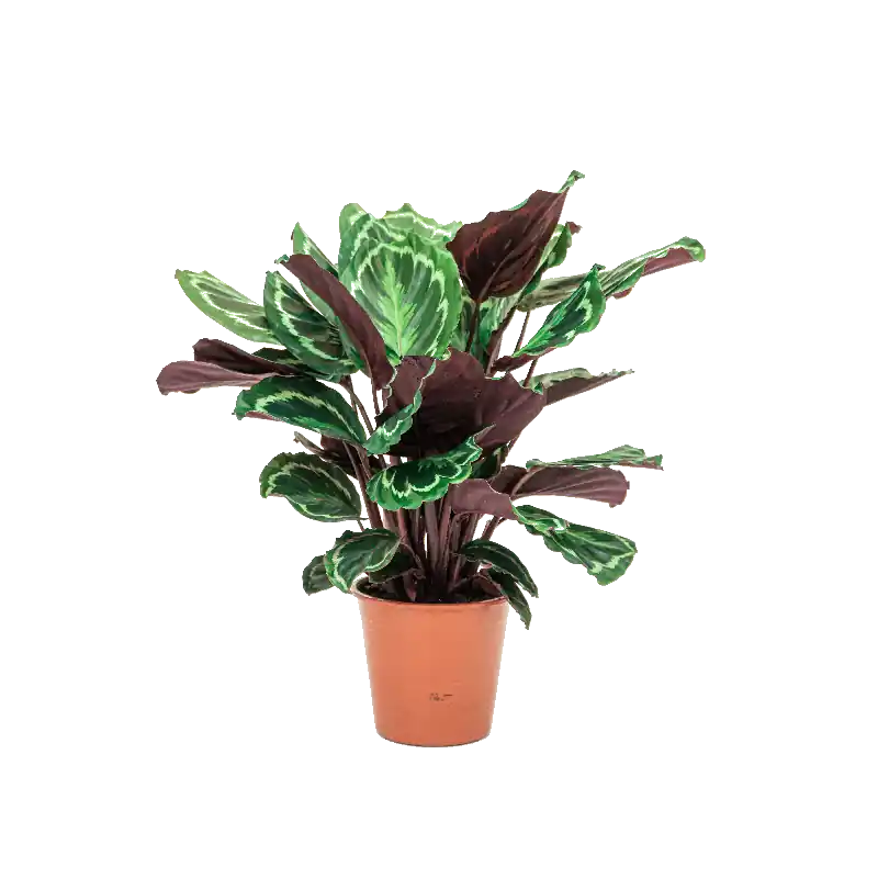 Calathea medaillon - Topproduct