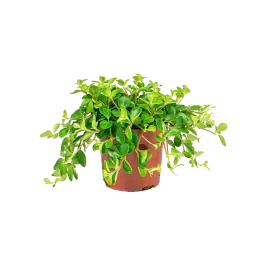 Peperomia Deppeana - Slechts tijdelijk