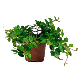 Dagdeal - Peperomia Rocca Scuro